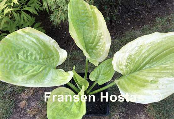 Hosta Going for Gold